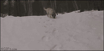 dog sledding.gif