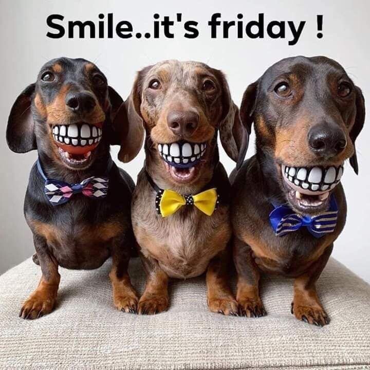 dog smile fri.jpeg