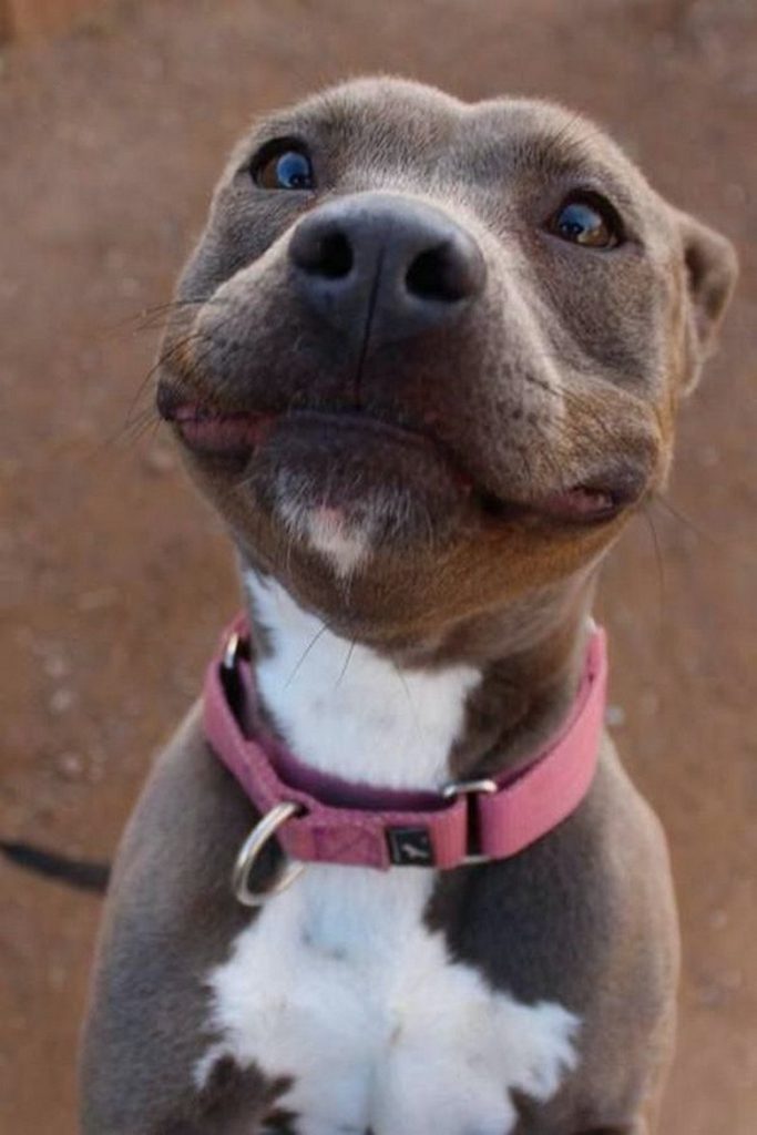 dog smile.jpeg