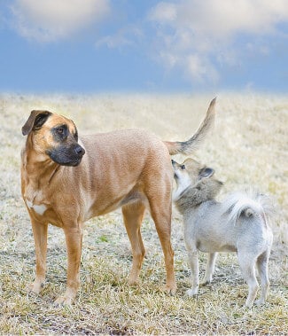 dog-sniffing-butt-post.jpg