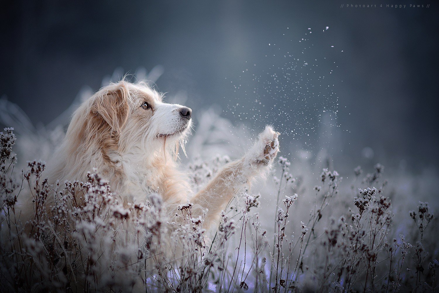 dog snow.jpeg