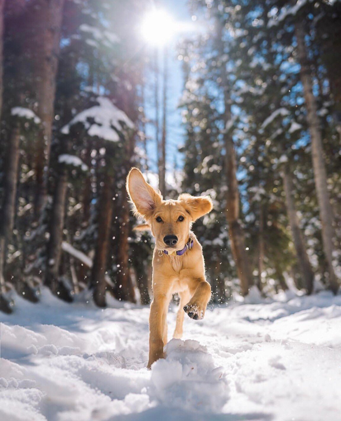 dog snow.jpeg