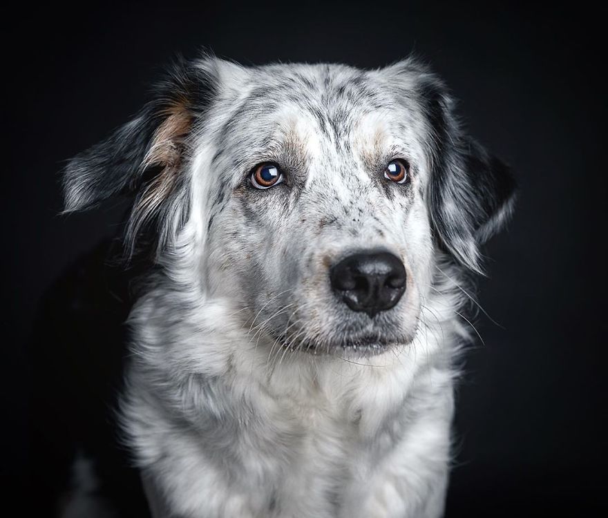 dog stare.jpeg