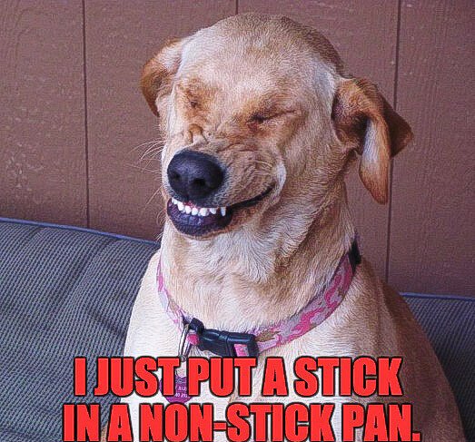 dog stick.jpeg