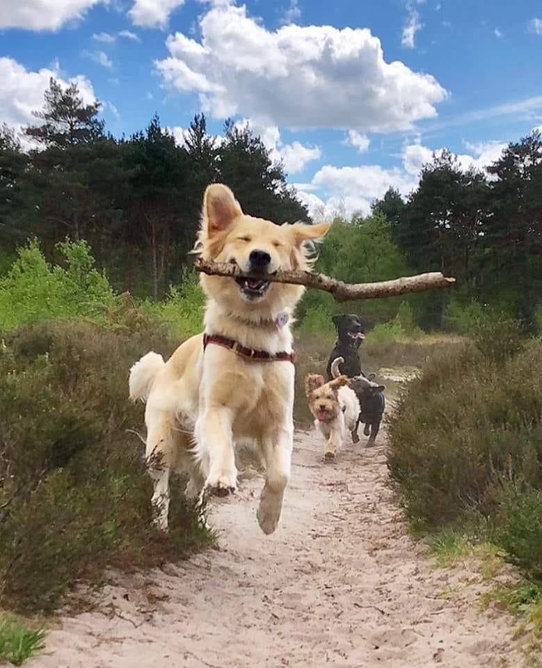 dog stick.jpeg