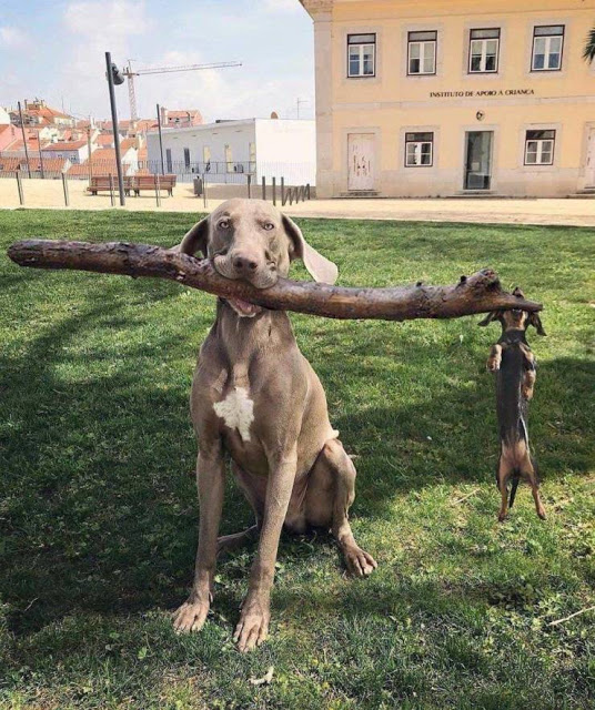 dog stick.jpeg