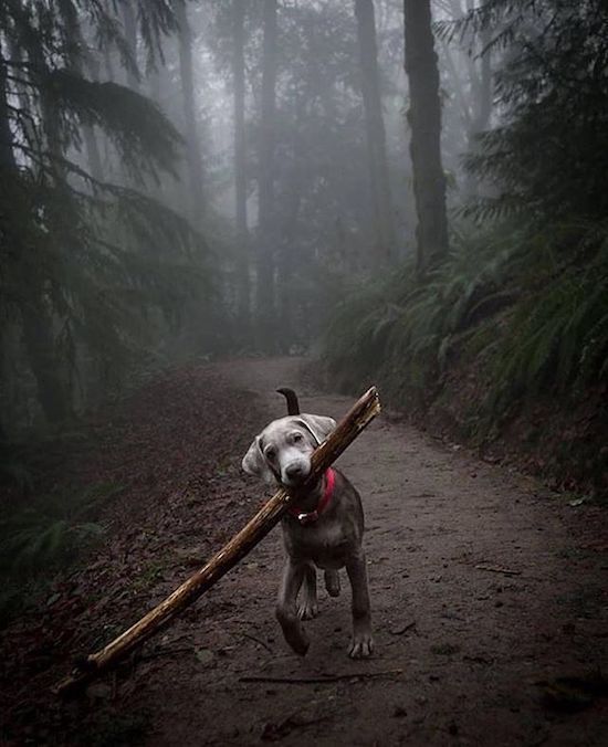 dog stick.jpg