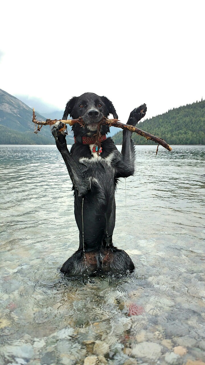 dog stick.jpg