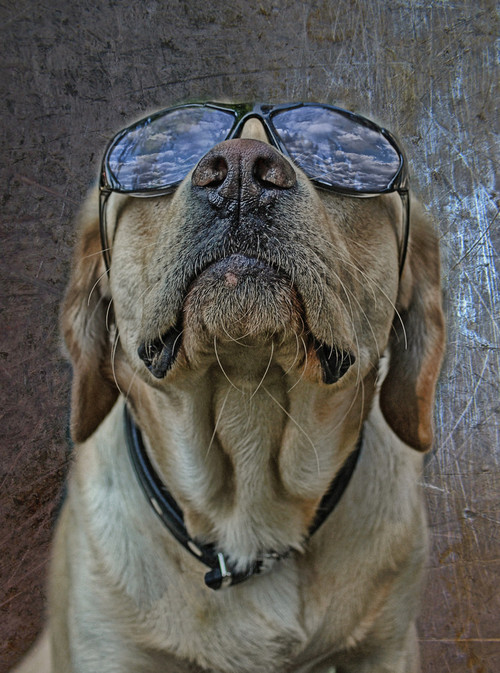 dog sunglasses.jpg