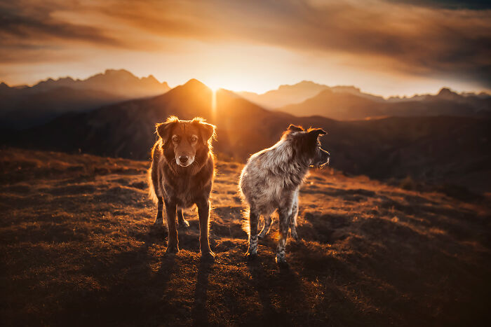 dog sunrise.jpg