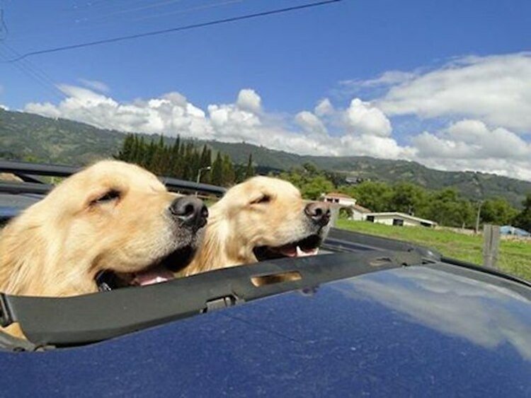 dog sunroof.jpeg