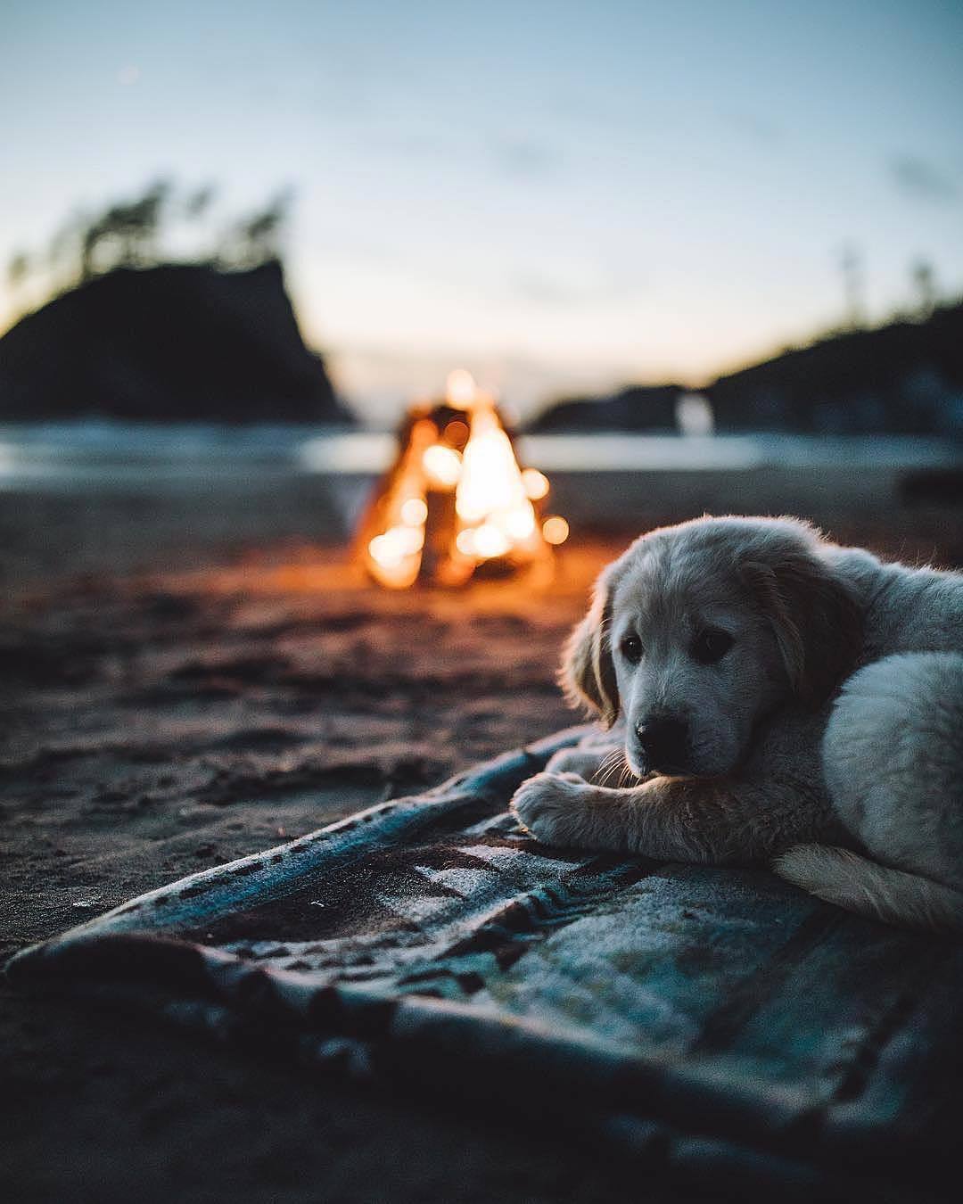 dog sunset.jpeg