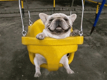 dog swing.gif