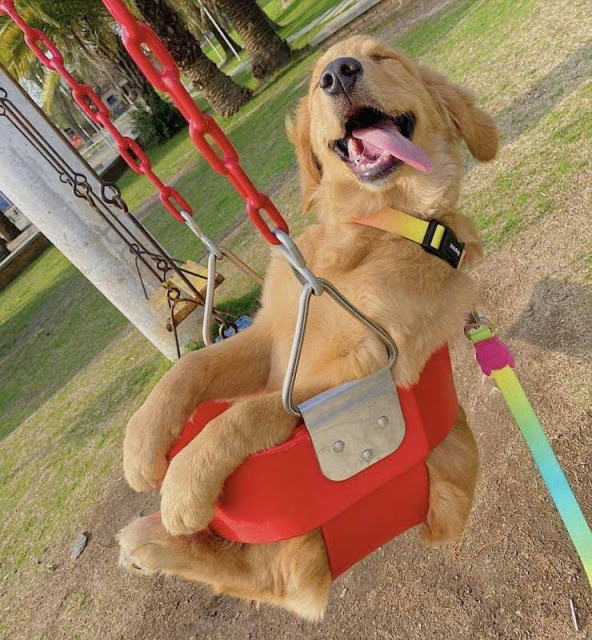 dog swing.jpg