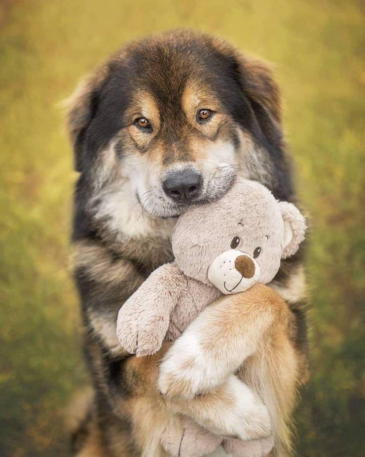 dog teddy bear.jpeg