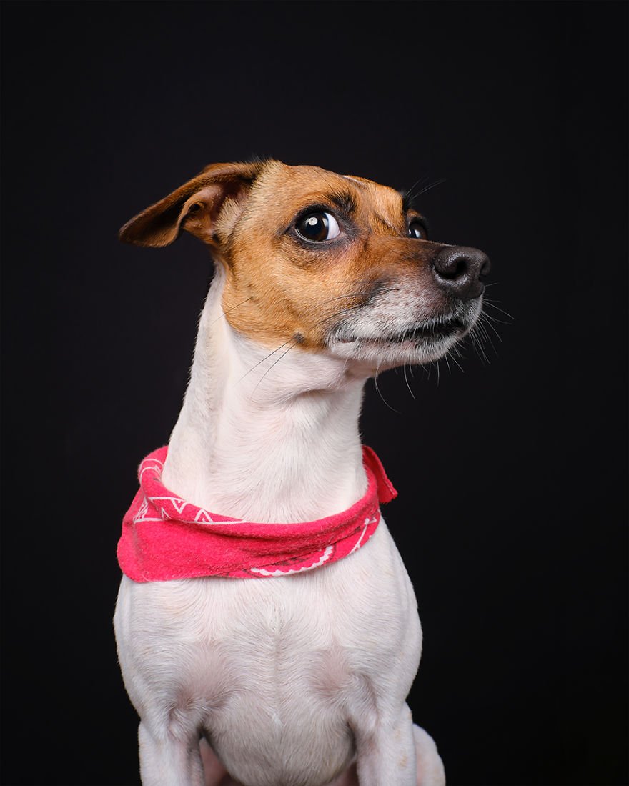 dog think.jpg
