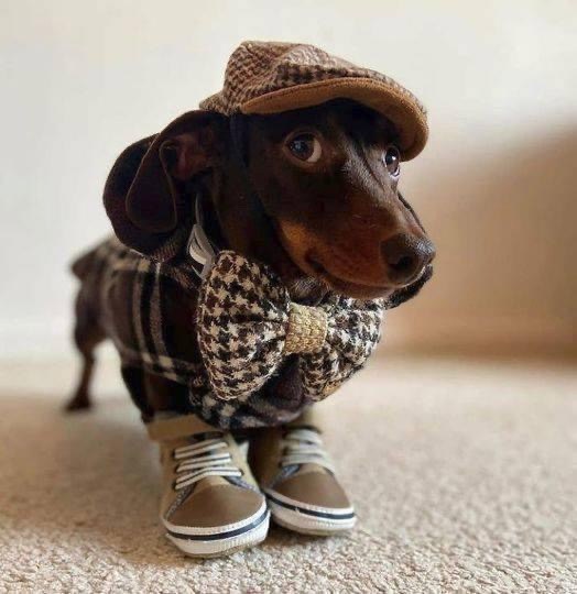 dog tie.jpeg