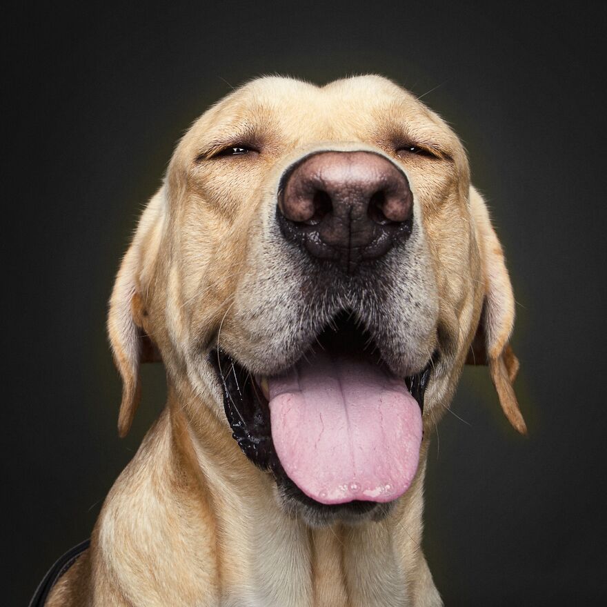 dog tongue.jpeg