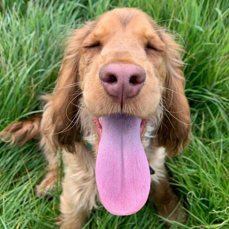 dog tongue.jpg