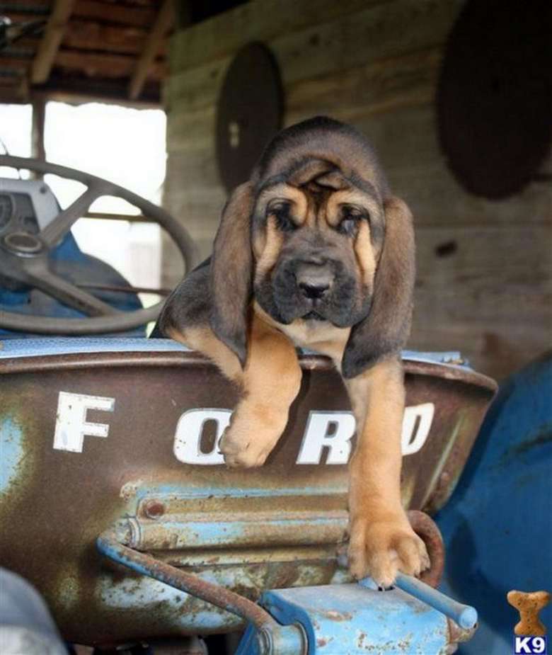 dog tractor.jpeg