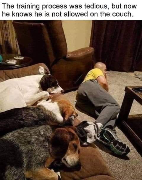 dog training.jpeg