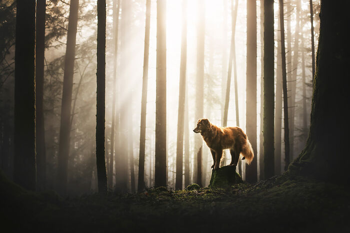 dog trees.jpg