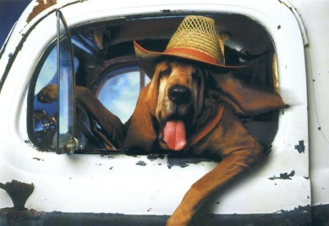dog truck.jpg