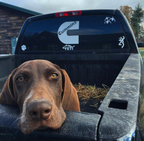 dog truck.png