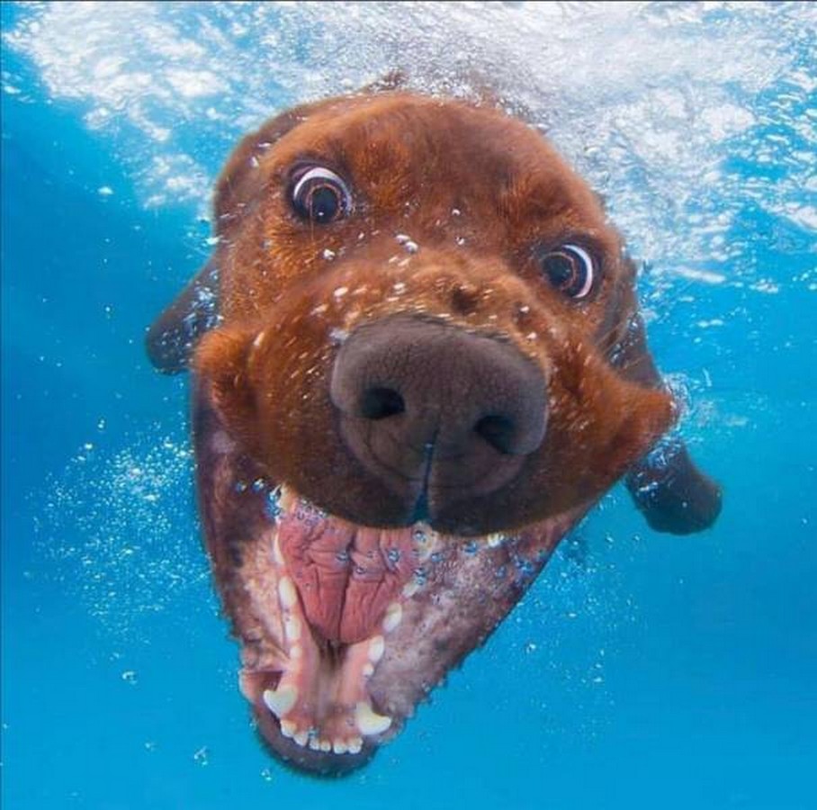 dog underwater.jpeg