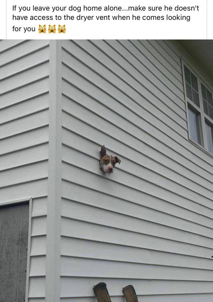 dog vent.png