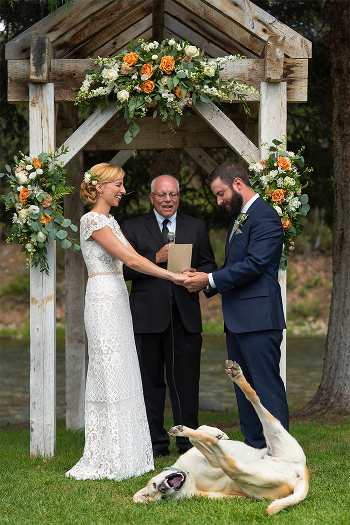 dog wedding.jpeg