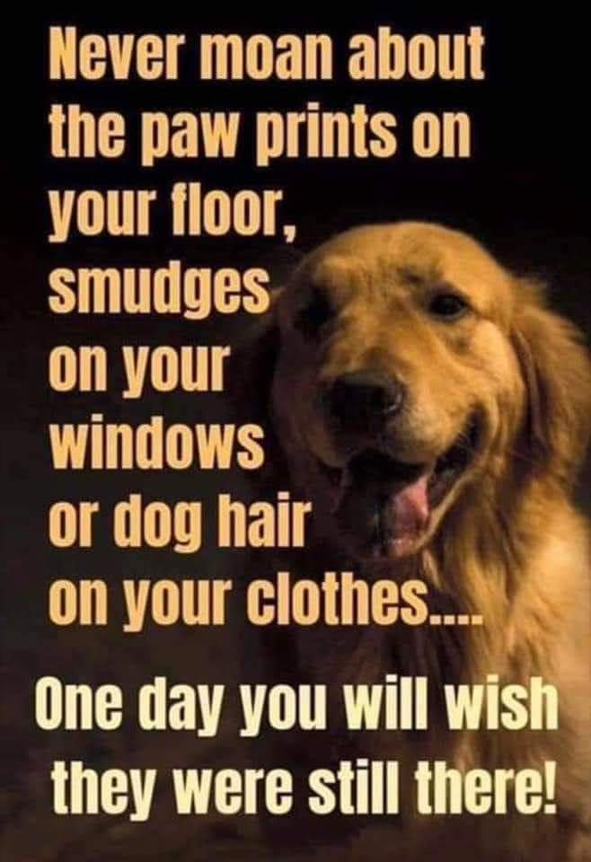 dog wish.jpeg