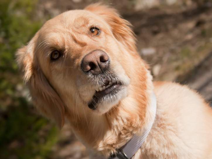dog with a perplexed expression-10480-eab7ab1798e8e99efb6e65ae7b5c49b2@1x.jpg