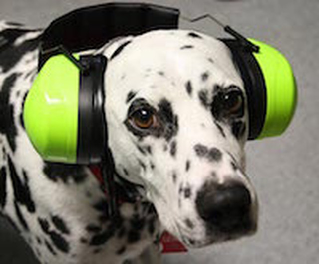 dog-with-ear-muffs.jpg