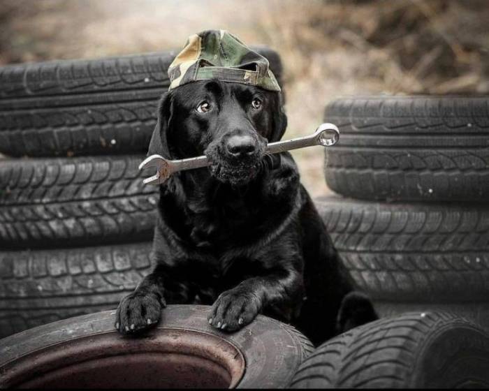 dog wrench.jpeg