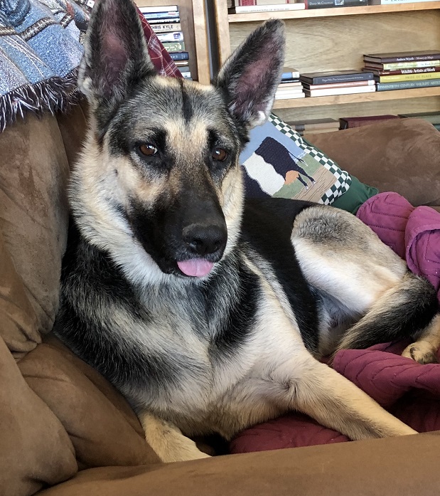 Dog1.jpg