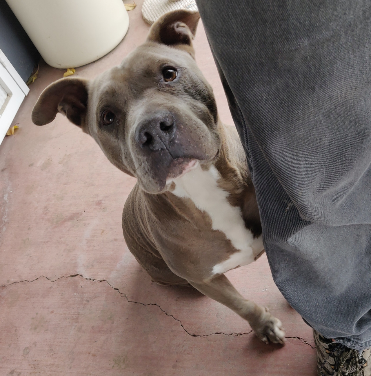 dog1.jpg