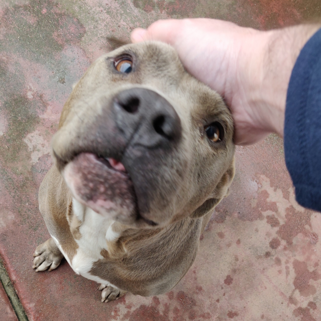 dog2.jpg