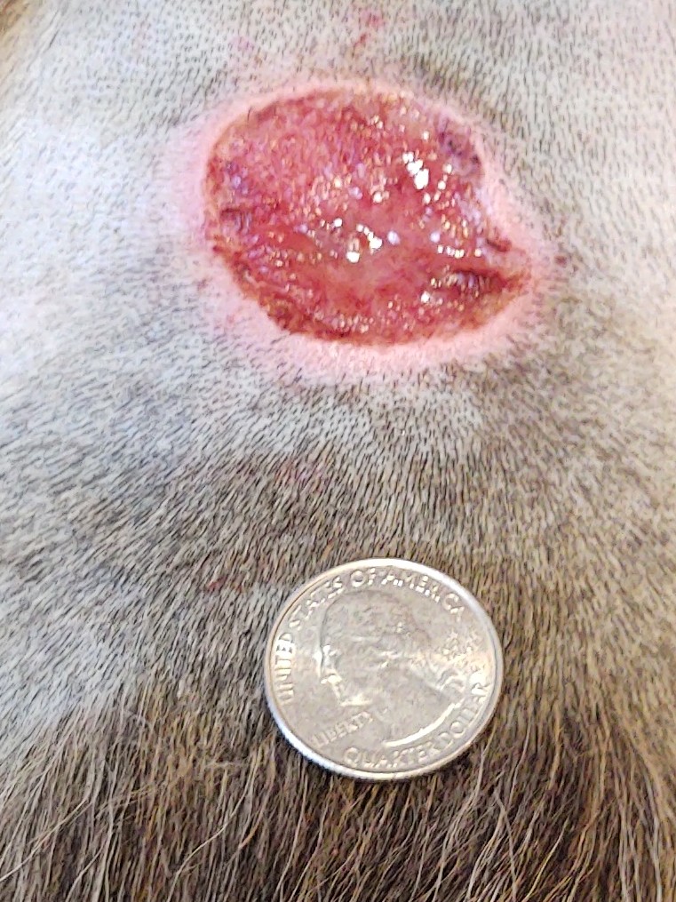 Dog_abscess.jpg