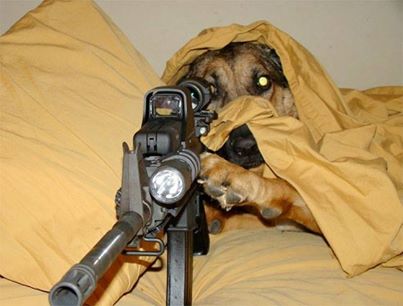 doggie sniper.jpg