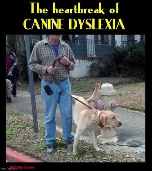 doglexia.jpg
