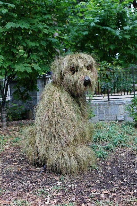 dogplant.jpg