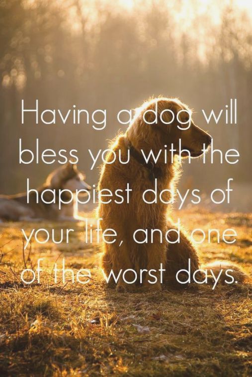 dogs best worst days.JPG