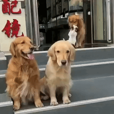 dogs cat.gif