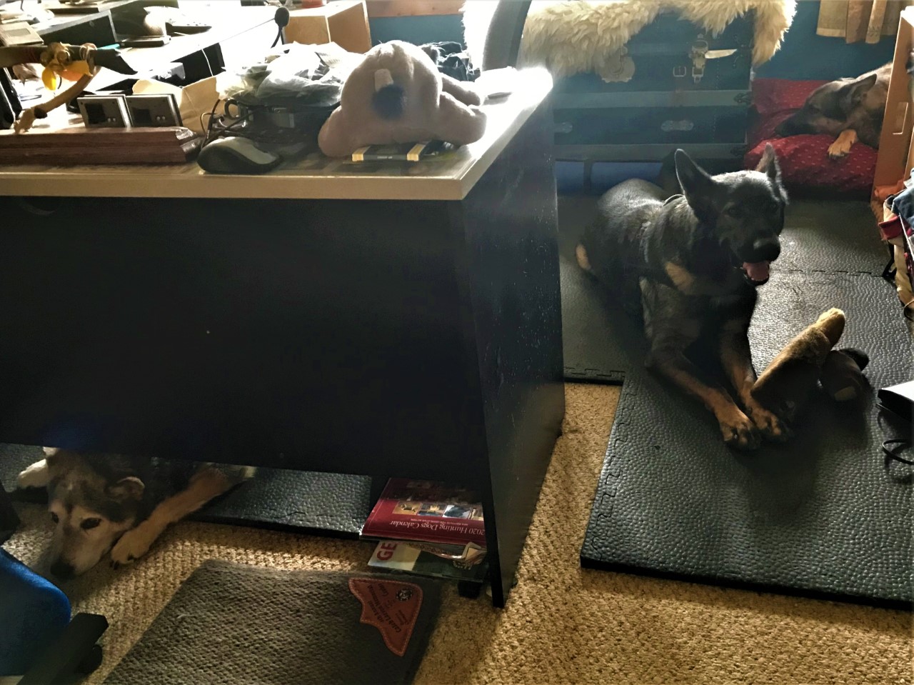 dogs elke zeus zip.jpg