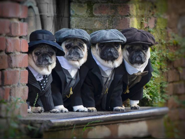 dogs hats.jpg