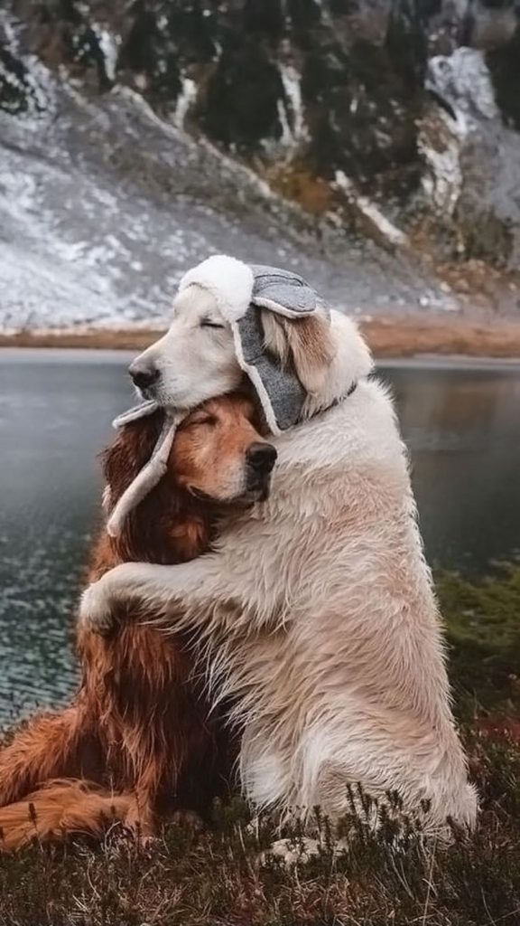 dogs hug.jpeg