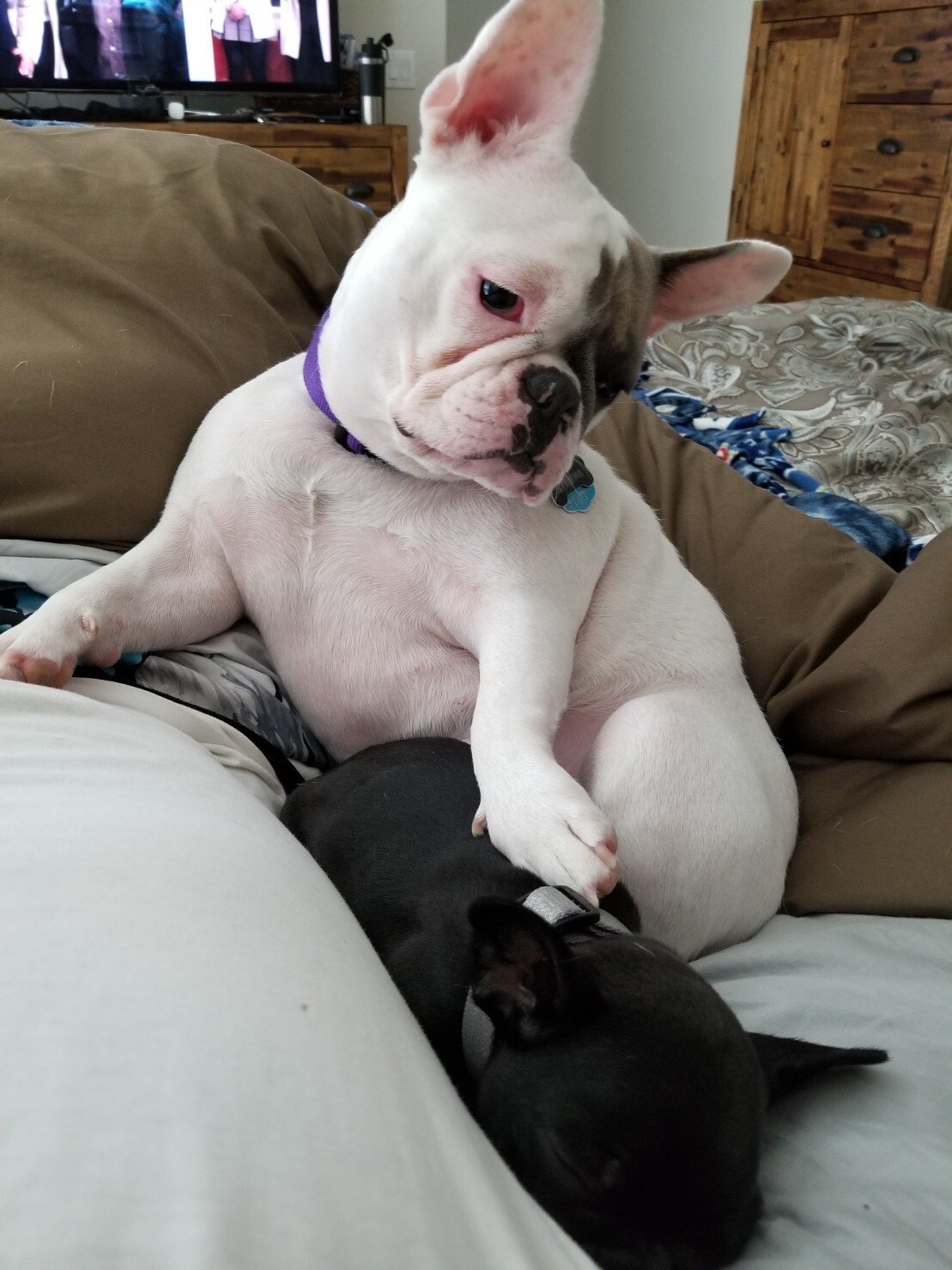 dogs.jpeg