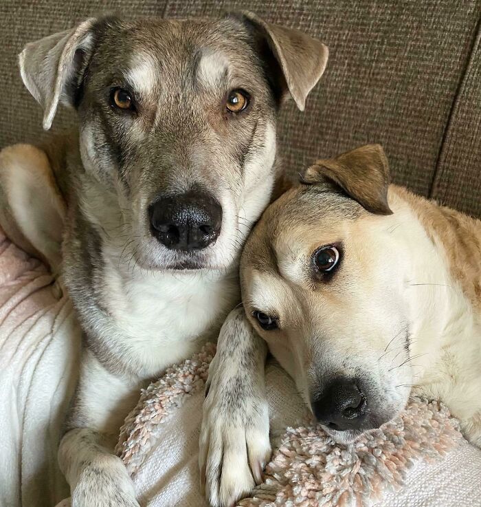 dogs.jpg