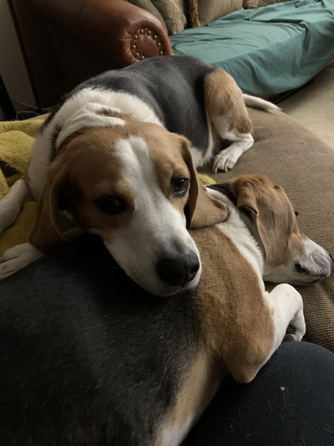 dogs.jpg